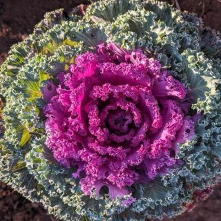 Kamome Pink Flowering Kale Thumbnail